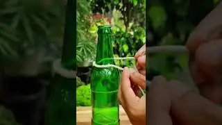 hanging# beer#shorts bottle money plant