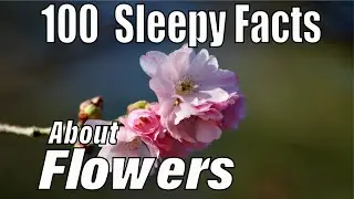 The Most Sleepy Facts About Flowers to Fall Asleep To