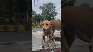 Save Stray Dogs 🙏🏻 | Every animals has a rights to live in Earth 🌎 #savestraydogs #justiceforstrays