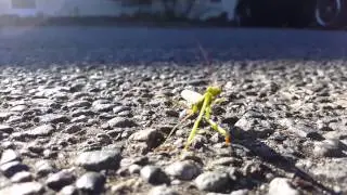 Mantis attacks Samsung Note 5