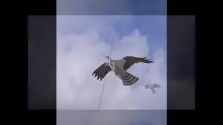 Vogelscheuchenattrappe