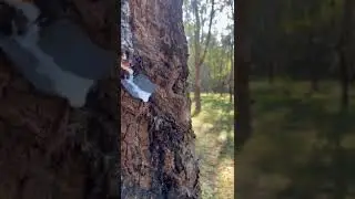 #rubber #assam #assamtourism #assamese #farming #viralvideo #shorts #trending #orgamicfarming