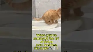 Cat knows where to do his business! 😂🚽 #SmartCat #ToiletTraining #FunnyPets #MeowsAndMeltdowns