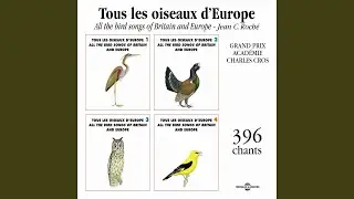 Chevalier Culblanc (Green Sandpiper)