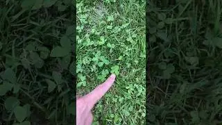 How I Found 35767 Four Leaf Clovers! 🍀