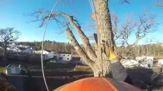 Arbortech tr&auml;dservice sektionsf&auml;llning och riggning av ek.