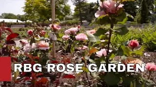 RBG Tour #4 Rose Gardens / JON PETER