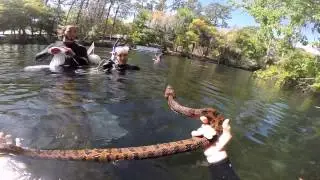 Catch and release of a Brown Water Snake