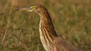 Indian pond heron foraging on forest floor grass