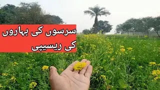 sarson k phol ki recipe || flowers of serson recipe in urdu || pholon ki recipe hindi #hindirecipes