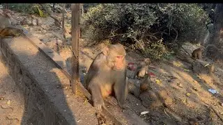 Hanuman GK Param Bhagat bodyguard has taken a photo today. There is power in devotion 🐒🙏🏻￼