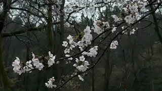 Rain - Sakura