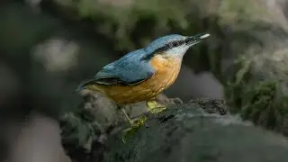 Bird Sounds Spectacular: Morning Bird Sound