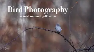 Фотосъемка птиц на заброшенном поле для гольфа