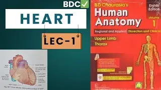 Heart anatomy | introduction ( lecture-1)| from bdc✅
