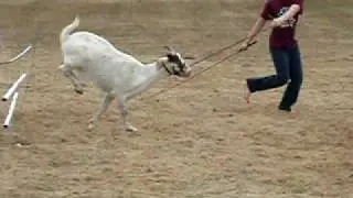 My goat Zonker doing Agility