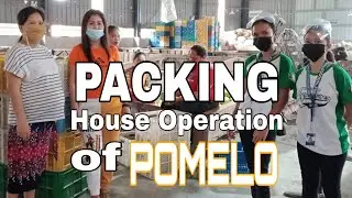 PACKING HOUSE OPERATION OF POMELO| MiaCornelsVlog