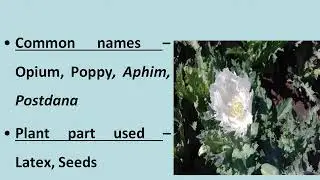 Medicinal plant - Papaver somniferum