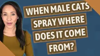 When male cats spray where does it come from?