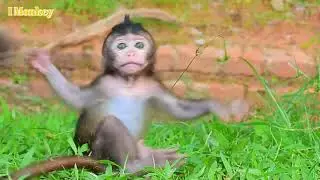 Mummy monkey Brinn bring her naughty baby Brittany to find something to eat look so sweet