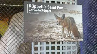Ruppell's Sand Fox Exhibit LA Zoo Los Angeles California USA August 15, 2023 Summer Conservation