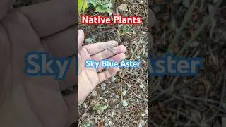 Native plants: Sky Blue Aster #native plants #wildflowers