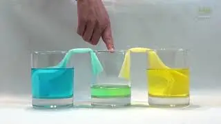 🦎Capillary Action Experiment