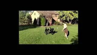 Double Dog Run - Introduction