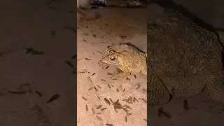 The toads 🐸 #frog #shorts #toad