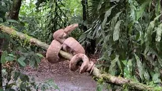 Psohlavec kroužkovan&yacute;. Corallus annulatus, known as ringed tree boa, in jungle of Costa Rica