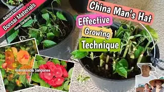 China man's hat effective growing technique