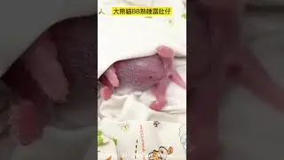 大熊貓盈盈BB生活片 家姐熟睡露「小肚肚」 #hongkong #panda  #香港 #港故事 #hongkongstory
