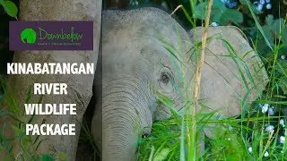 Kinabatangan River Wildlife Package with Downbelow Adventures