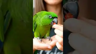 Cute Baby Parrot ASMR Feeding 🥭 | Soft Fruit Bites & Gentle Chewing