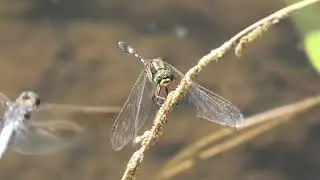 Slender Skimmer & Blue Skimmer 2