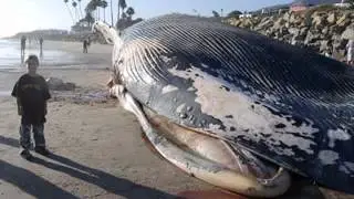 Biggest Animal in the World   Animal mas grande del Mundo