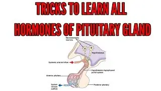 Awesome Trick to learn all the hormones of anterior and posterior Pituitary