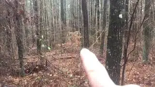Winter survival food - beech trees easy to spot