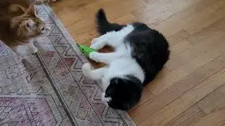 Stinkor playing with his catnip pickle 