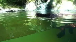 animals - beavers 01