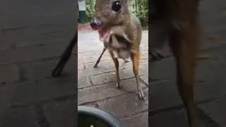 The Silver Backed Chevrotain: A Vanishing Treasure. #silverbackedchevrotain #mousedeer #endangered