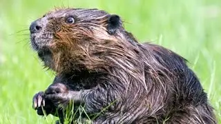North America's Largest Rodent