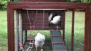 Older sister guarding the family door (chickcoop)