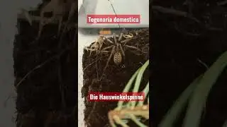 Die Hauswinkelspinne #Tegenariadomestica #echtewebspinne #deutschland #spider #Araneomorphae
