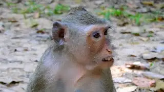 New Update! watch End Of Clip, Monkey Rene What's Going On Her Baby Reza? | @IShowMonkeyTV
