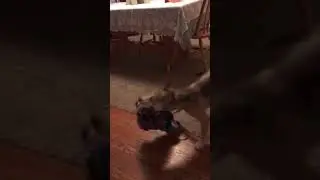 Playful alpha pup