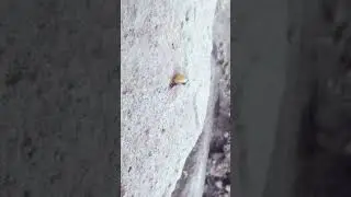 Ants collecting food. #ants #reservation #insects چیونٹی #viral