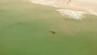 Drone spots Bronze Whaler sharks cruising Sydney beaches 30 December 2019