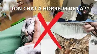 TOP 10 DES CHOSES QUE TON CHAT D&Eacute;TESTE !