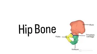 HIP BONE Anatomy (bones of the lower limb)#hipbone #lowerlimbanatomy